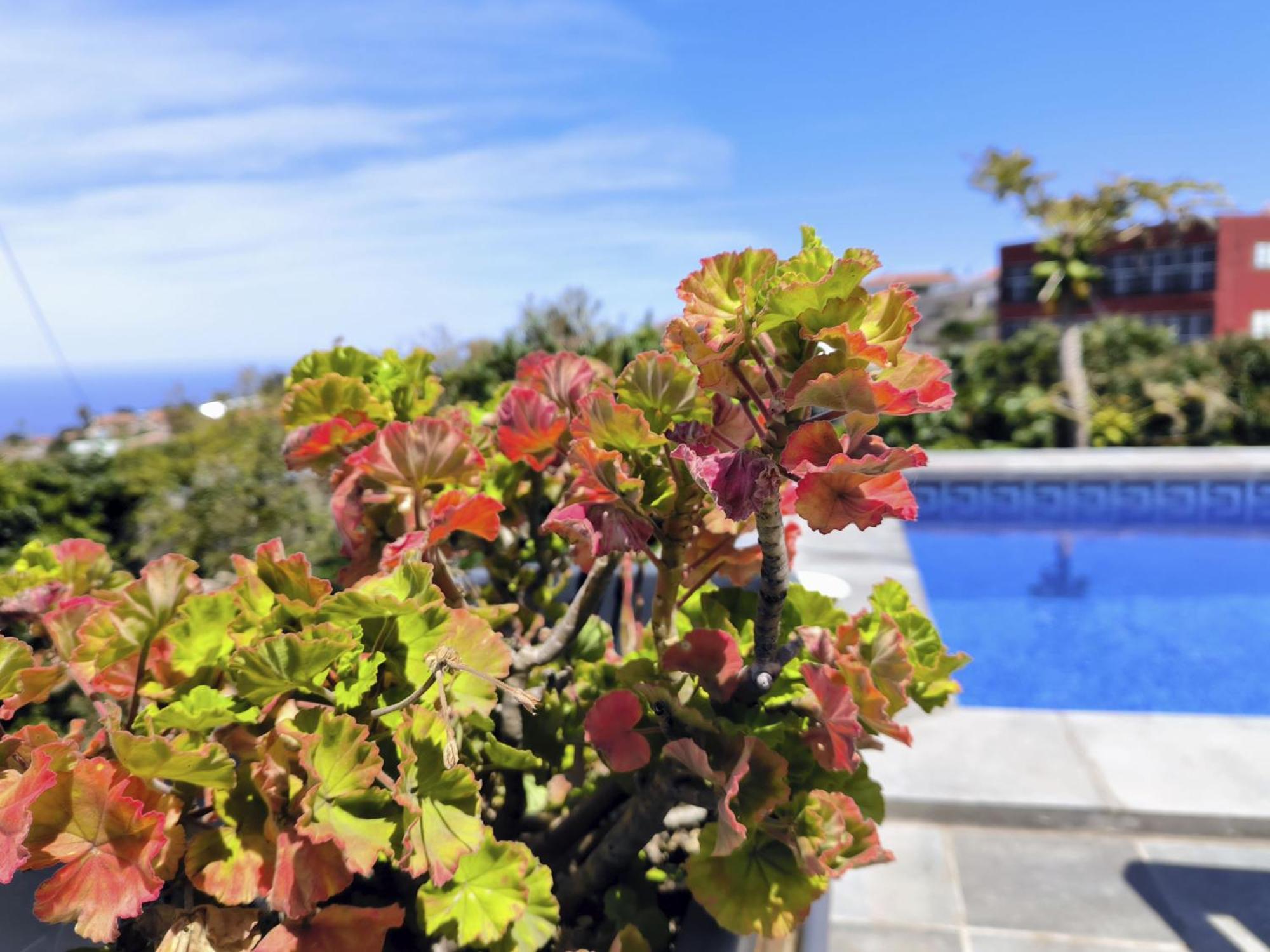 Appartement Guayonje Costa *