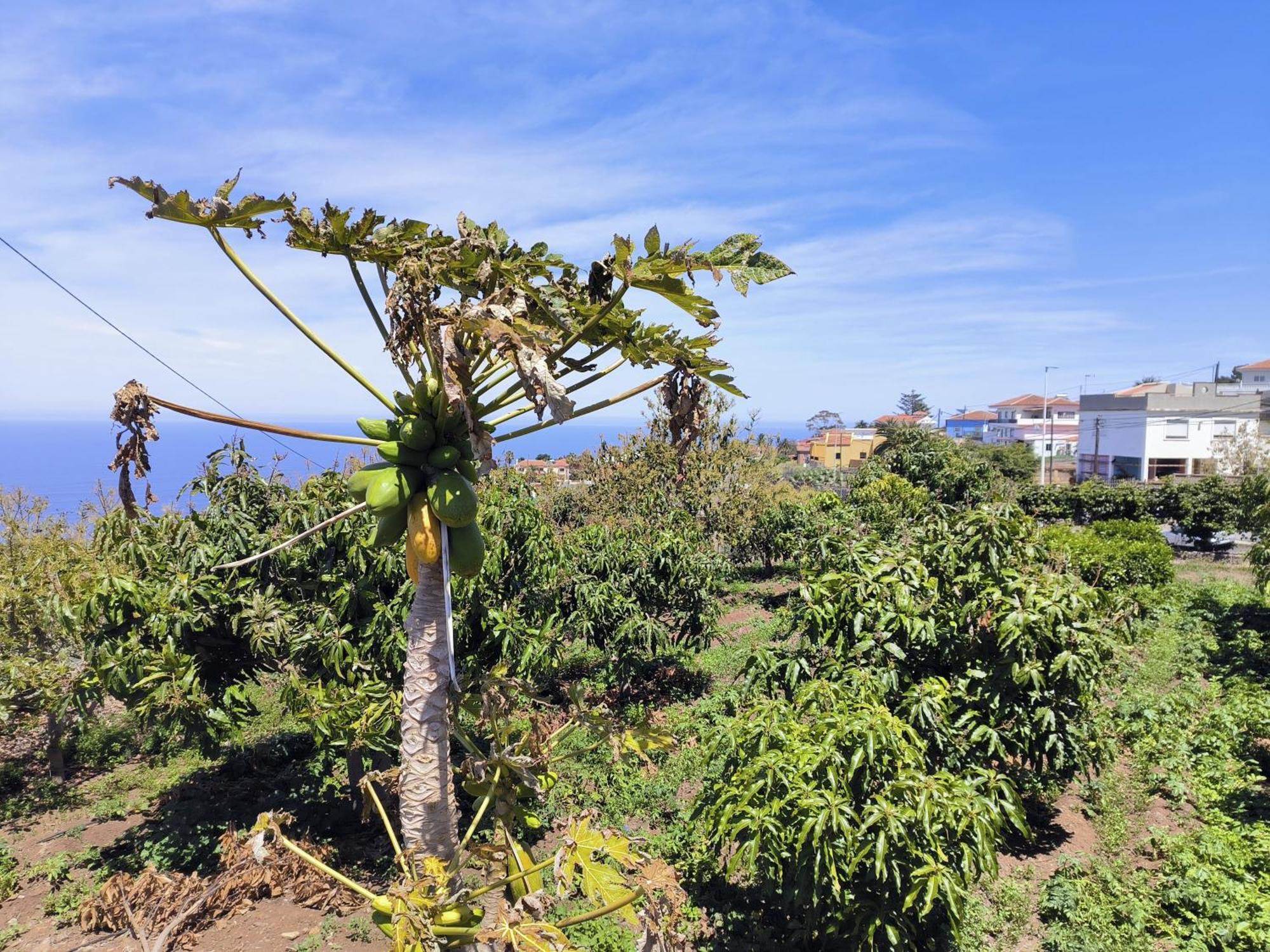 Guayonje Costa Appartement